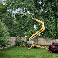 How Our Tree Care Process Works  in  Waupun, WI