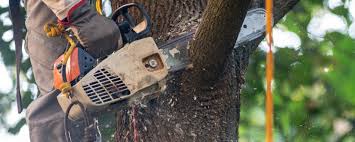 Professional Tree Services in Waupun, WI